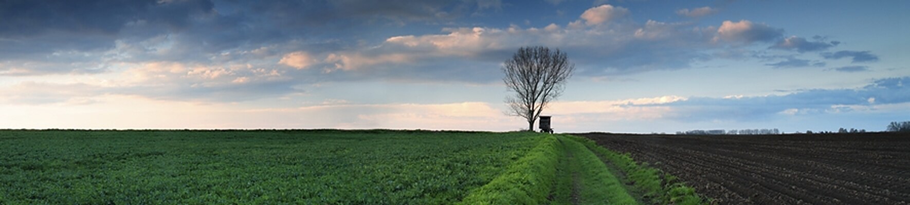 A lone tree beside a grassy track through open fields, under a wide evening sky